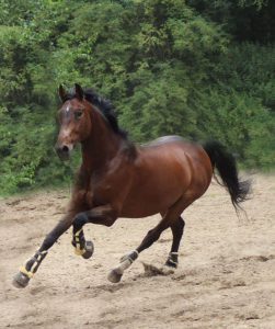 Paard