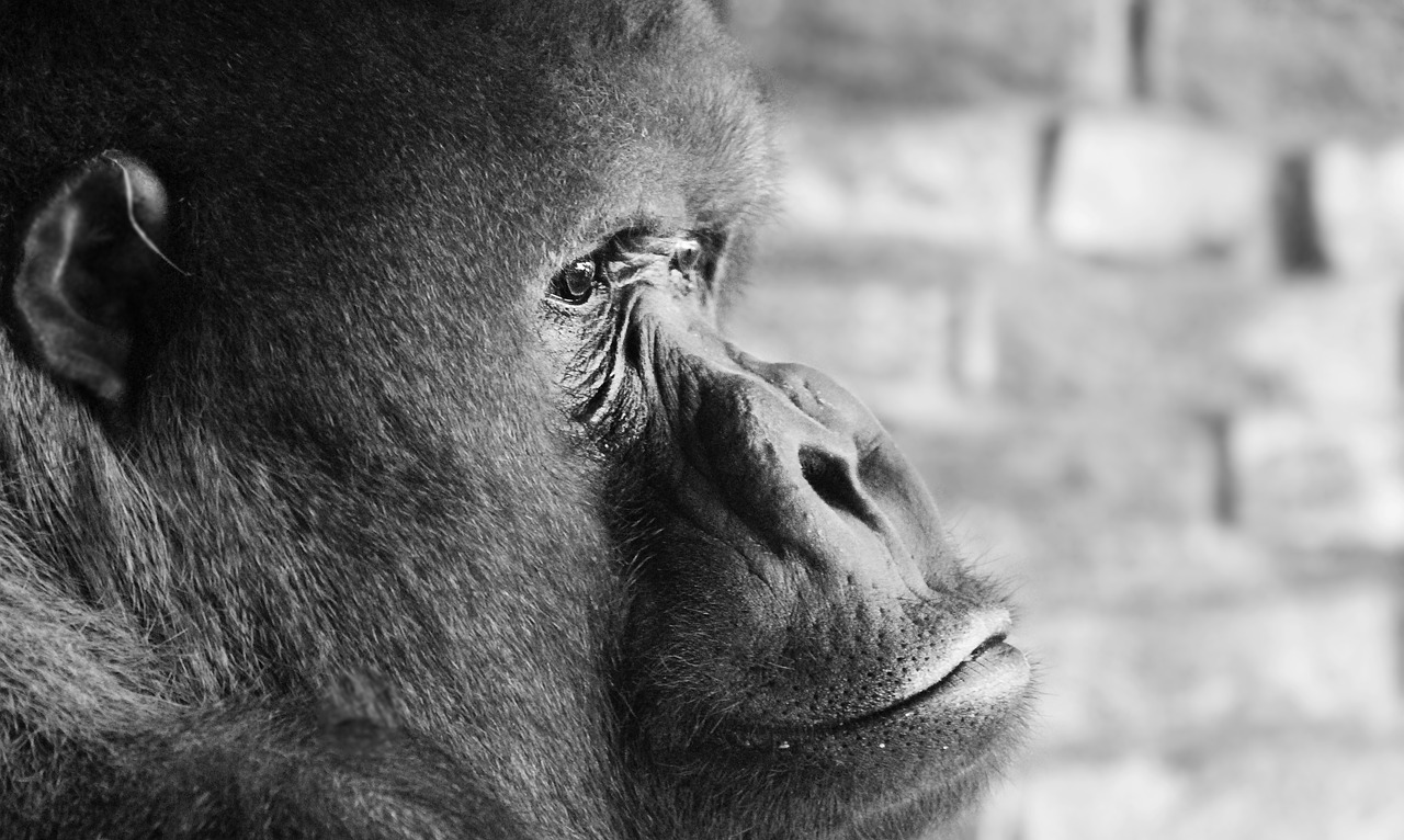 Kroniek meisje bouwen Gorilla - Carolien de Bree