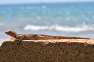 Gekko