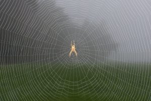 spin